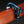 Shubb Steel-String Guitar Capo Tommy Emmanuel Model