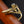 Shubb Steel-String Guitar Capo Engraved Tommy Emmanuel 